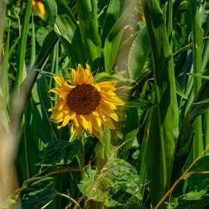 Zonnebloemen-velden-langs-Mullerthal-Trail-route-2