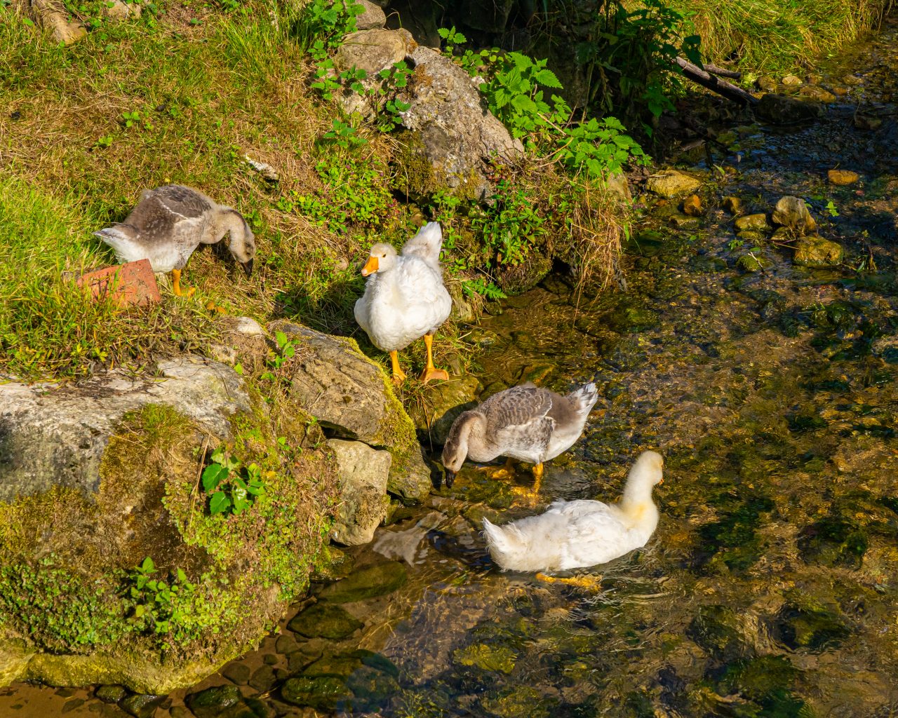 Eenden-badderen-in-rivier-bij-Camping-Cascade-Mullerthal