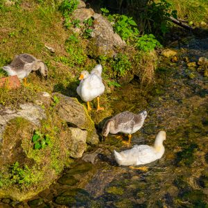 Eenden-badderen-in-rivier-bij-Camping-Cascade-Mullerthal