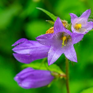 Paarse-bloemen-met-gele-stamper-Mullerthal-Trail