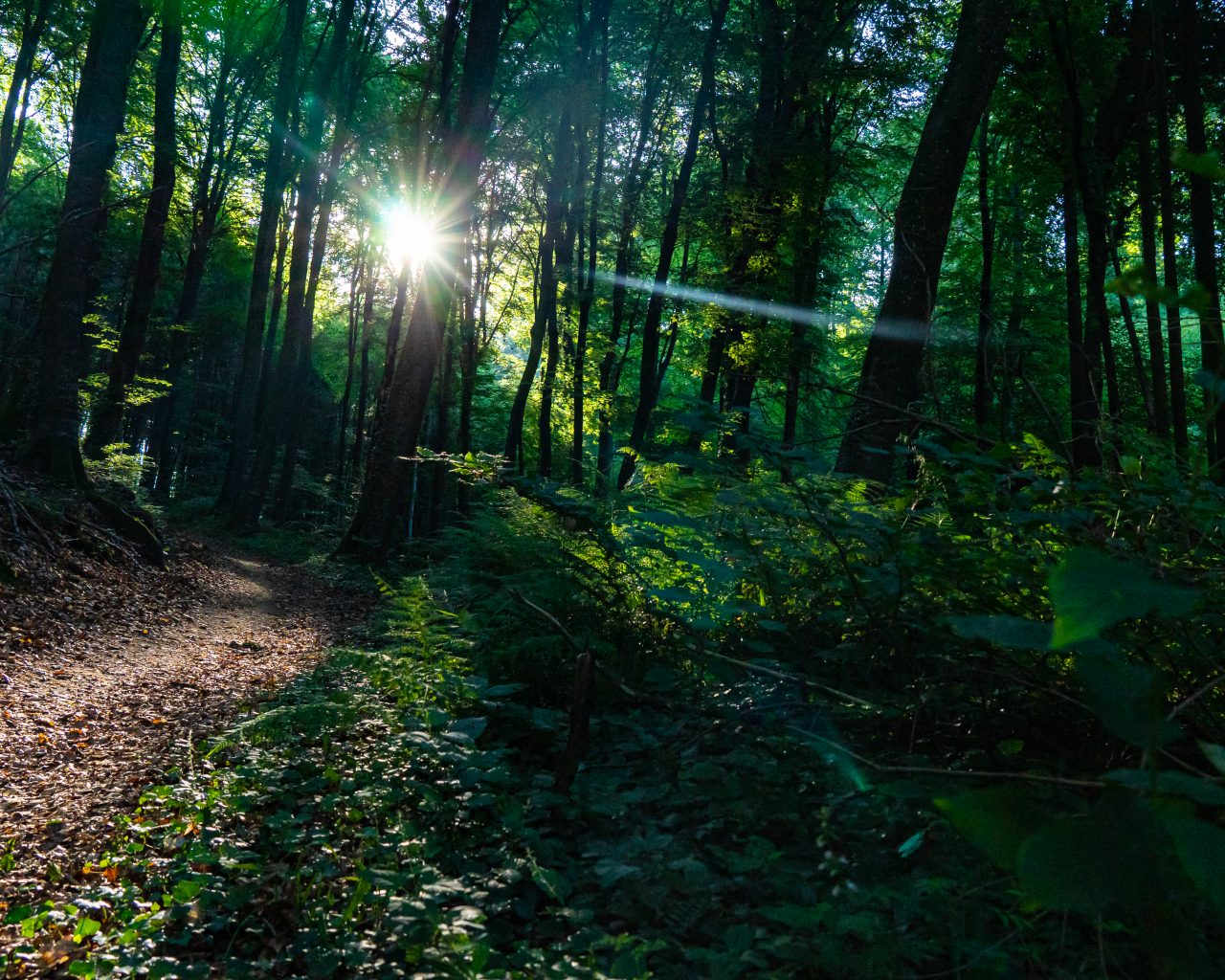 Zon-schijnt-door-bomen-met-zonsopkomst-Larochette-bos