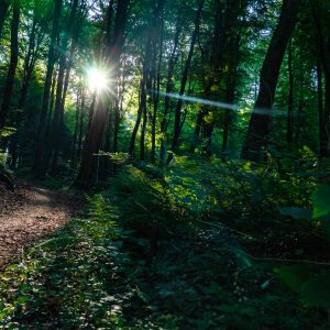 Zon-schijnt-door-bomen-met-zonsopkomst-Larochette-bos