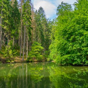 Meertje-met-bomen-eromheen-bij-Beaufort-Mullerthal-regio