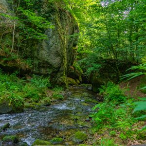 Groene-natuur-met-rivier-op-Mullerthal-route-3