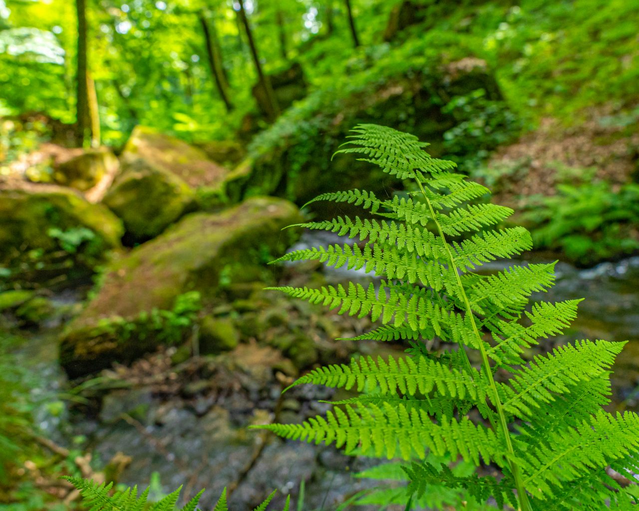 Varen-met-groene-rotsen-en-rivier-op-achtergrond