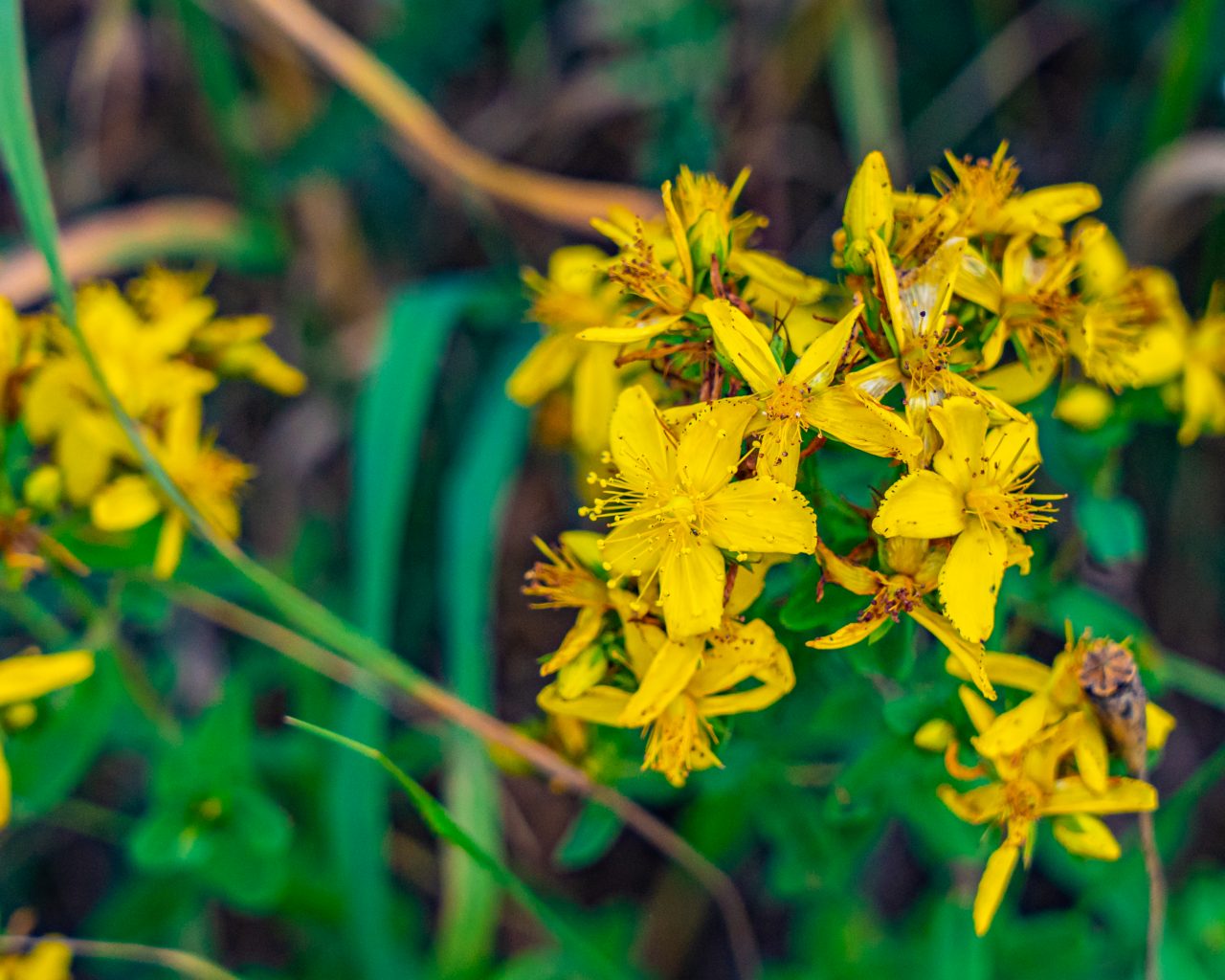 Gele-bloemen-langs-wandelpad-Mullerthal-Trail