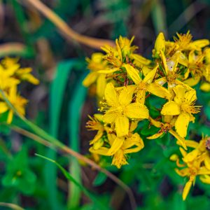 Gele-bloemen-langs-wandelpad-Mullerthal-Trail
