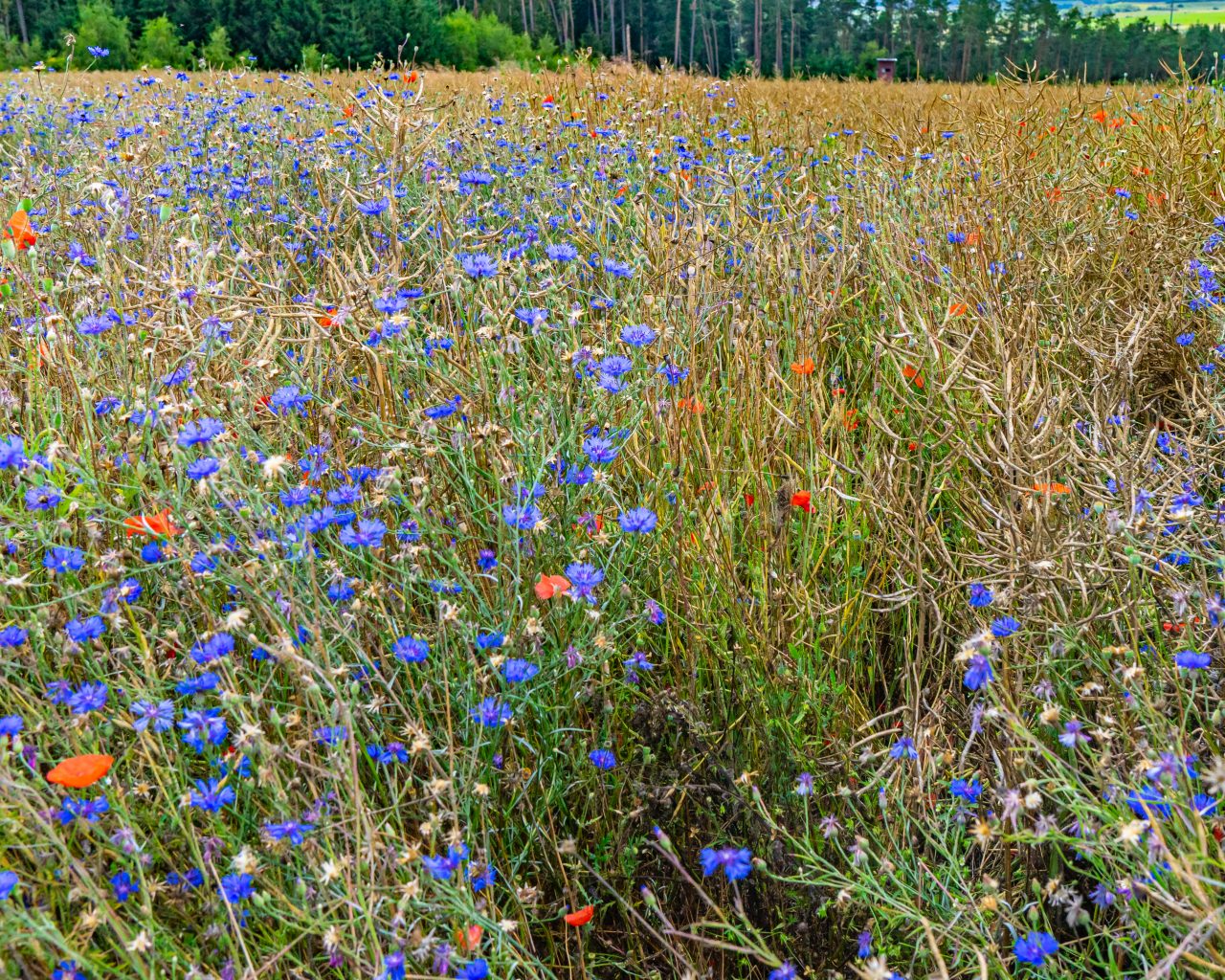 Blauwe-en-rode-akkerbloemen-langs-wandelroute-Mullerthal