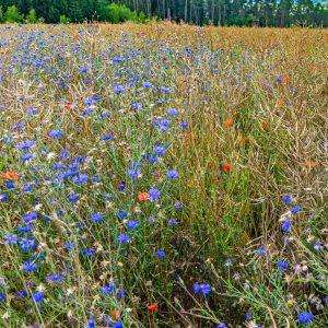 Blauwe-en-rode-akkerbloemen-langs-wandelroute-Mullerthal