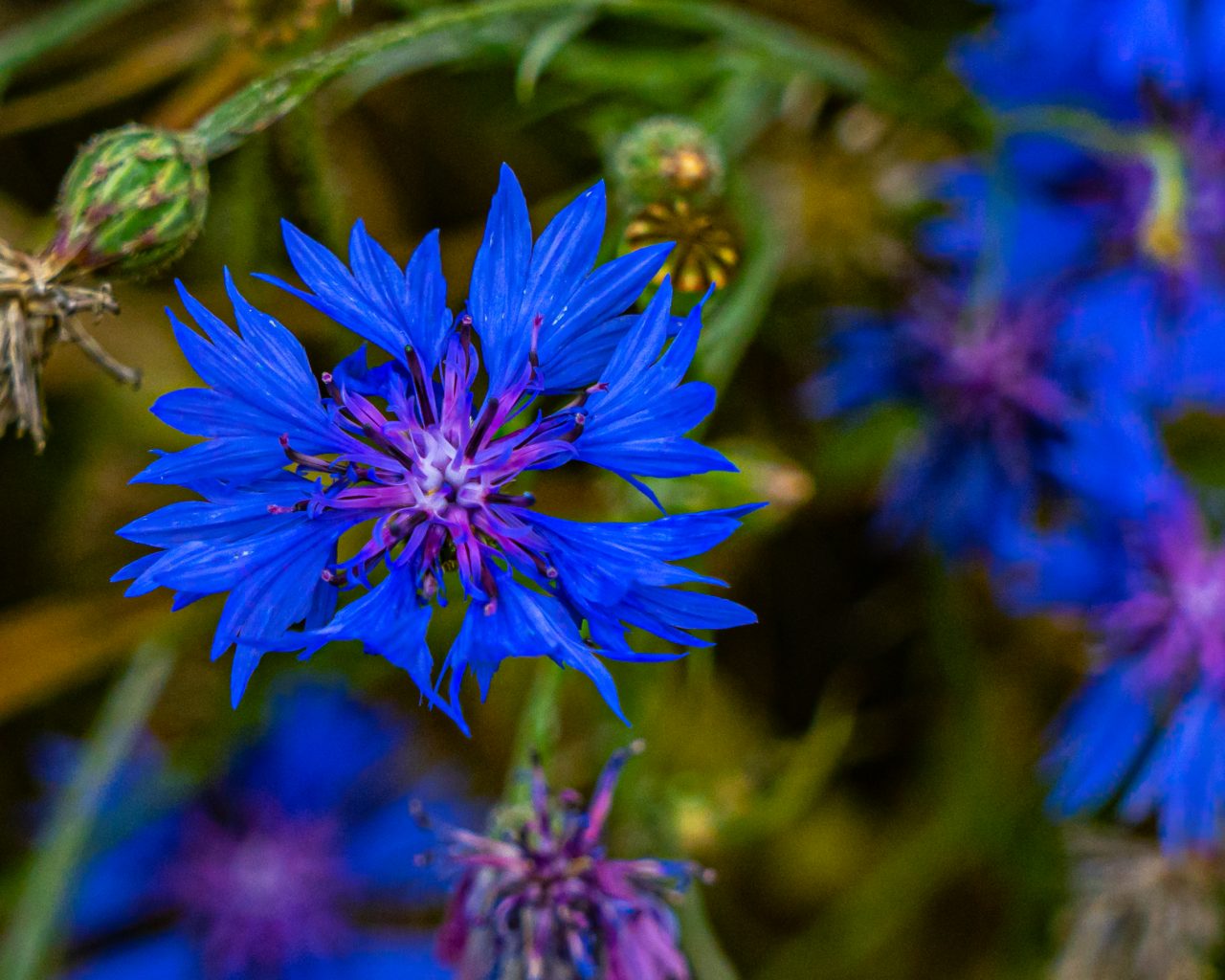 Blauwe-bloemen-langs-akkers-Mullerthal-Trail