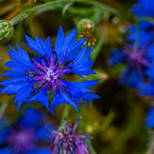 Blauwe-bloemen-langs-akkers-Mullerthal-Trail