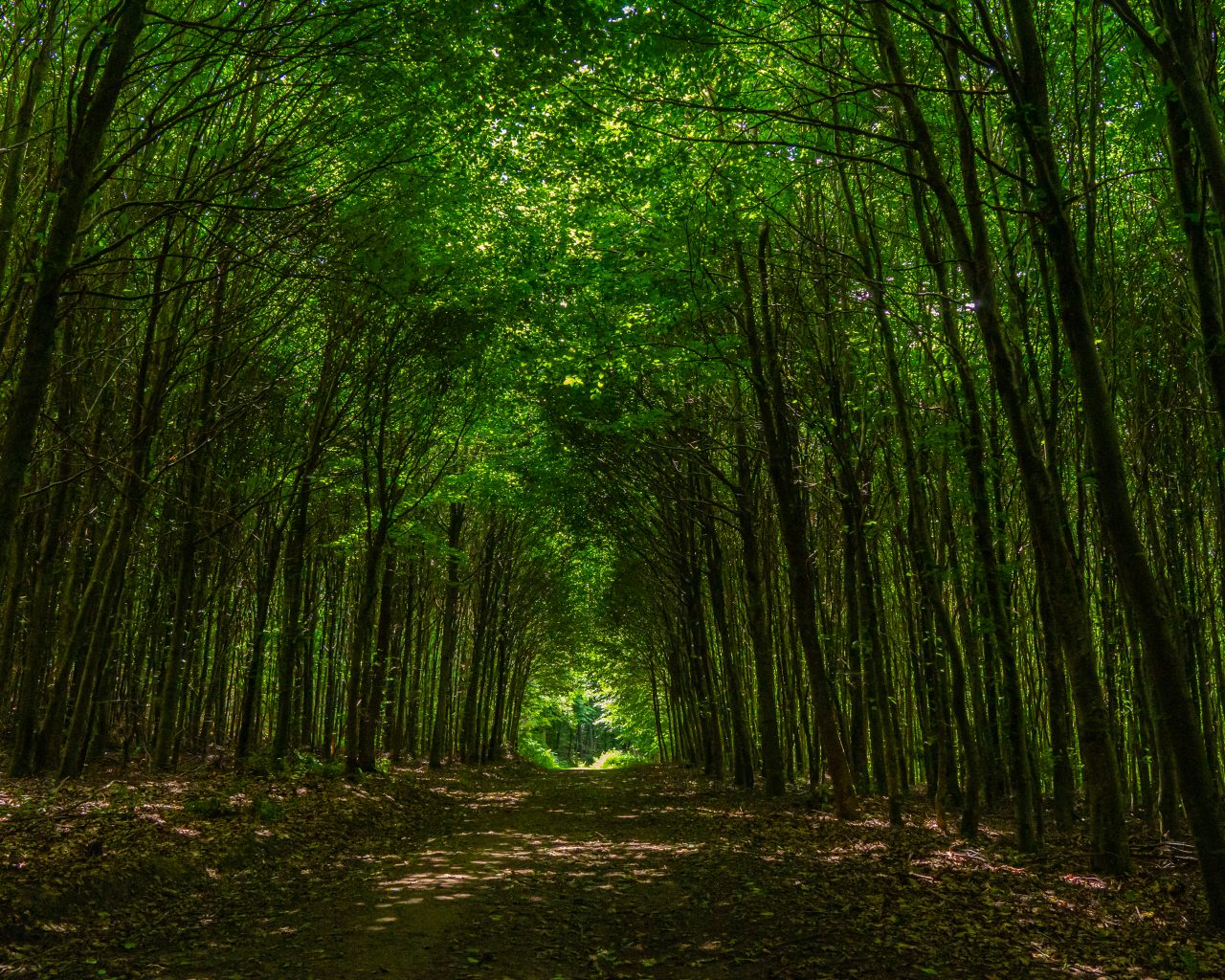 Bomen-naar-elkaar-gegroeid-wandelpad-Mullerthal-Trail