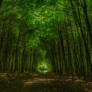 Bomen-naar-elkaar-gegroeid-wandelpad-Mullerthal-Trail