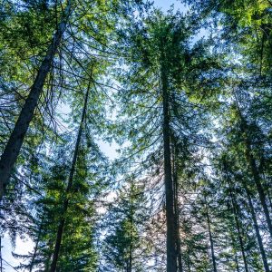 Bomen-bos-bij-Schoonloo-Drenthe