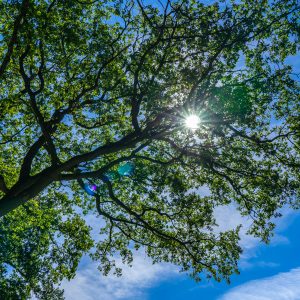 Zon-schijnt-door-bladeren-boom