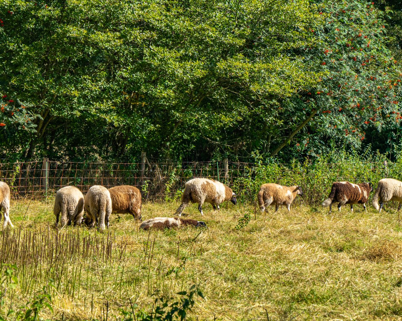 Speciaal-ras-schapen-Drenthe-Orvelte