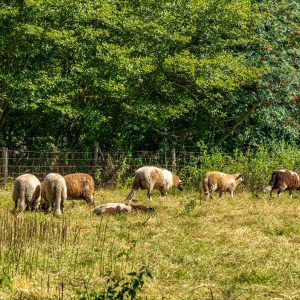 Speciaal-ras-schapen-Drenthe-Orvelte
