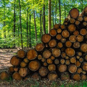 Opgestapelde-bomen-in-bos-bij-Schoonloo