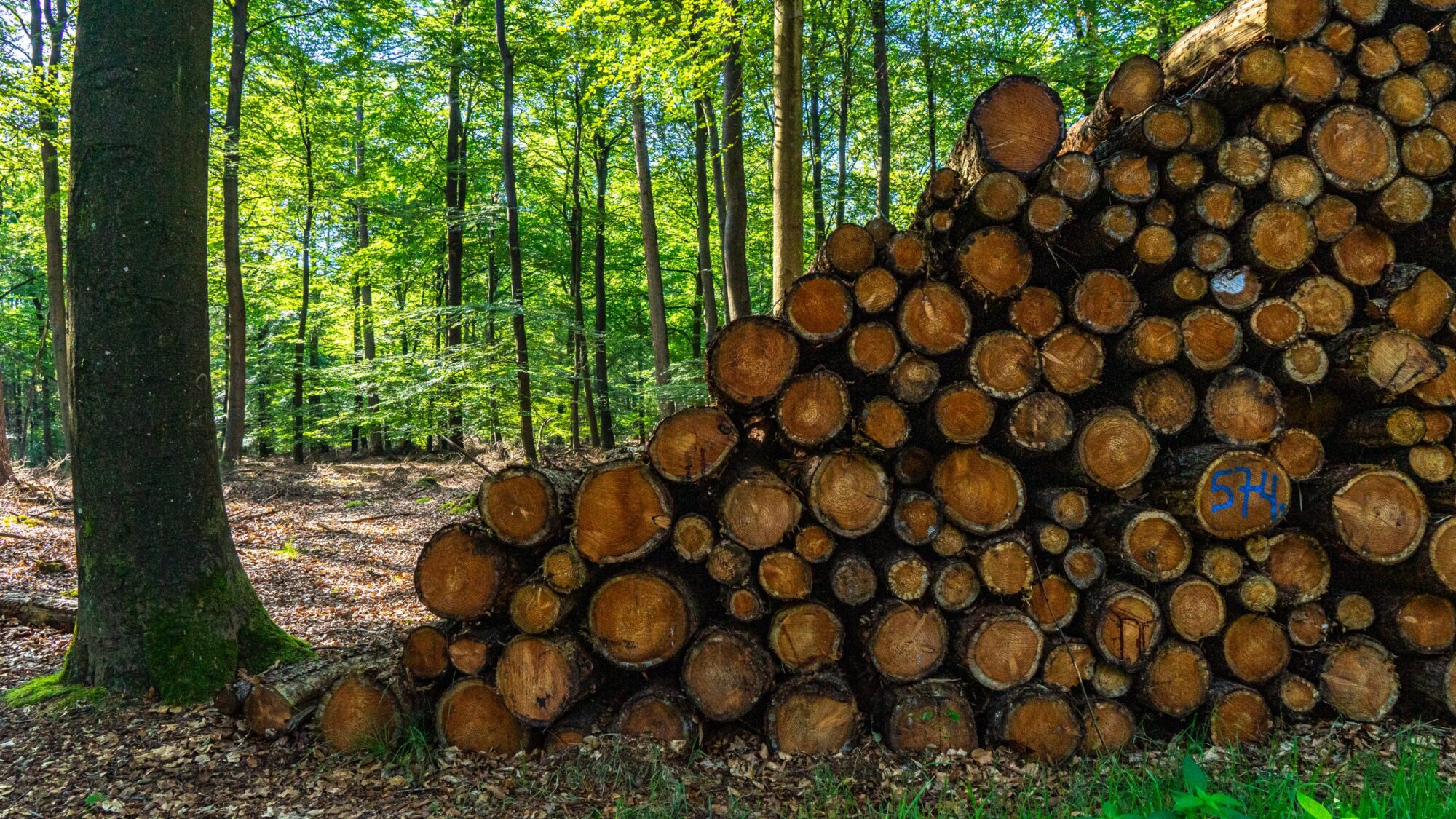 Opgestapelde-bomen-in-bos-bij-Schoonloo