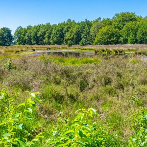Sleenerzand-wandelen-Pieterpad-etappe-6