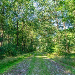 Weg-van-keien-Pieterpad-etappe-6