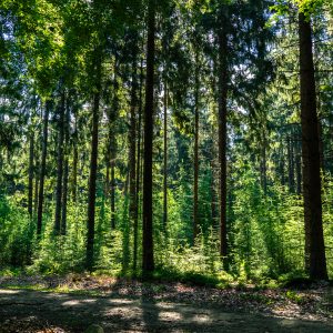 Bos-in-de-ochtend-bij-Schoonloo