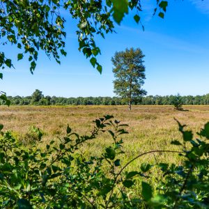 Boom-op-veld-tussen-bladeren