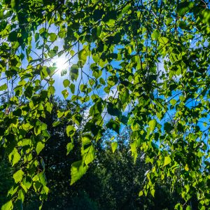 Zon-schijnt-door-bladeren-pieterpad-etappe-6