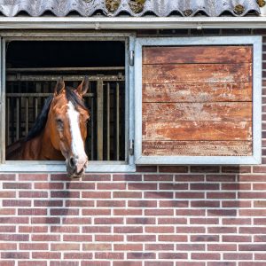 Paard-met-hoofd-naar-buiten-Dalerveen