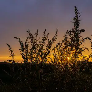 Graan-tijdens-zonsondergang-met-mooie-kleuren-pieterpad