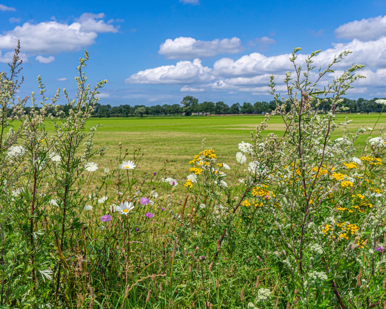 Vechtdal-tijdens-pieterpad-etappe-8-met-bloemen