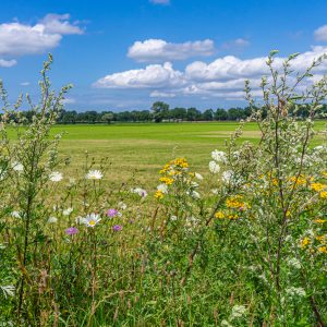 Vechtdal-tijdens-pieterpad-etappe-8-met-bloemen