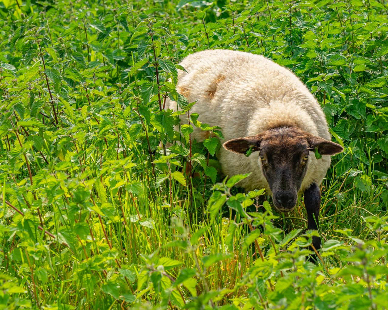 Schaap-op-grensovergang-Drenthe-Overijssel-tijdens-Pieterpad