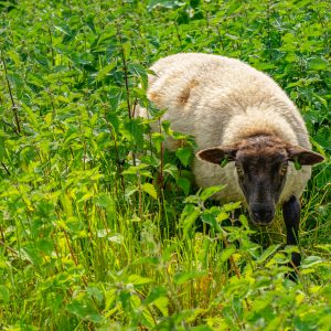 Schaap-op-grensovergang-Drenthe-Overijssel-tijdens-Pieterpad