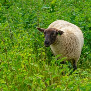 Schaap-in-het-groen-tijdens-Pieterpad-etappe-8