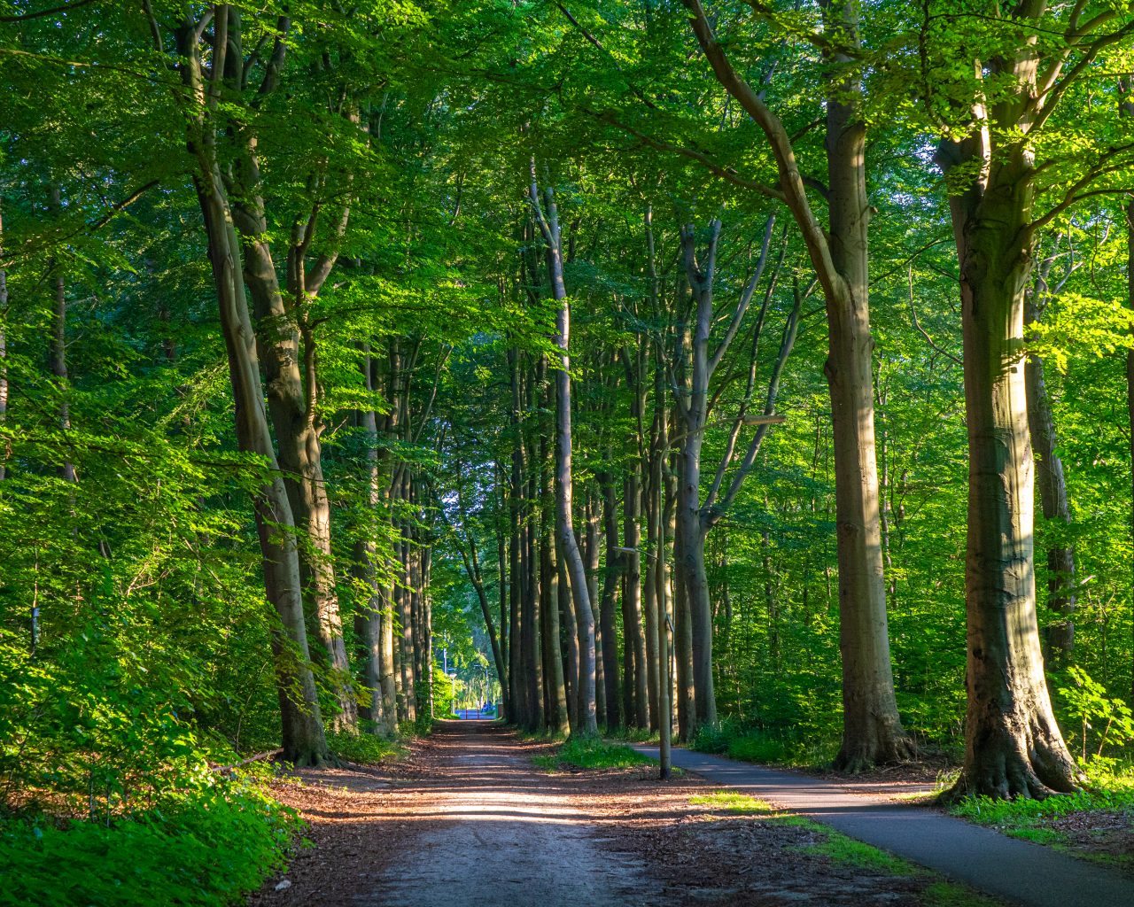 Wandelen-in-het-bos-Drenthe-Pieterpad