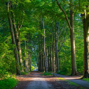 Wandelen-in-het-bos-Drenthe-Pieterpad