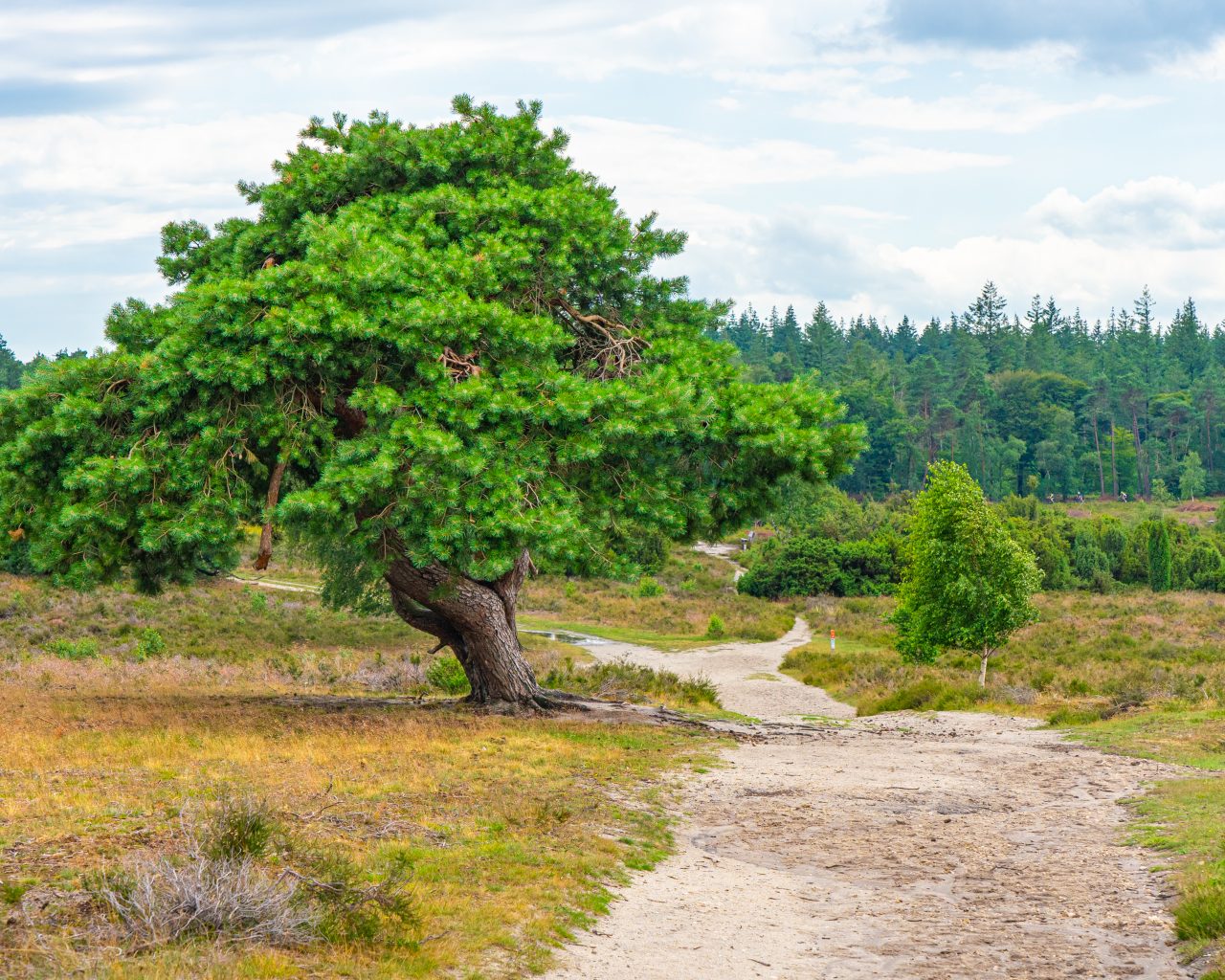 Wandelen-over-Sallandse-Heuvelrug-Pieterpad