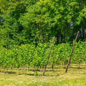Wijngaard-met-bos-op-achtergrond