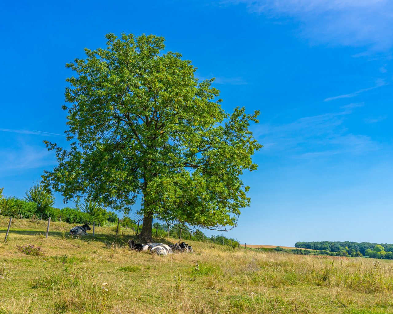 Koeien-in-schaduw-van-boom-tijdens-wandeling-Zuid-Limburg