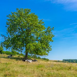Koeien-in-schaduw-van-boom-tijdens-wandeling-Zuid-Limburg
