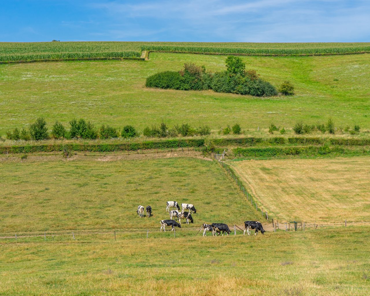 Koeien-in-veld-met-wandelroute-zuid-limburg