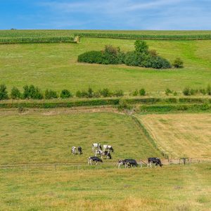 Koeien-in-veld-met-wandelroute-zuid-limburg