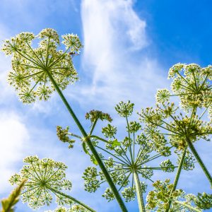 Bloemen-geel-zuid-limburg