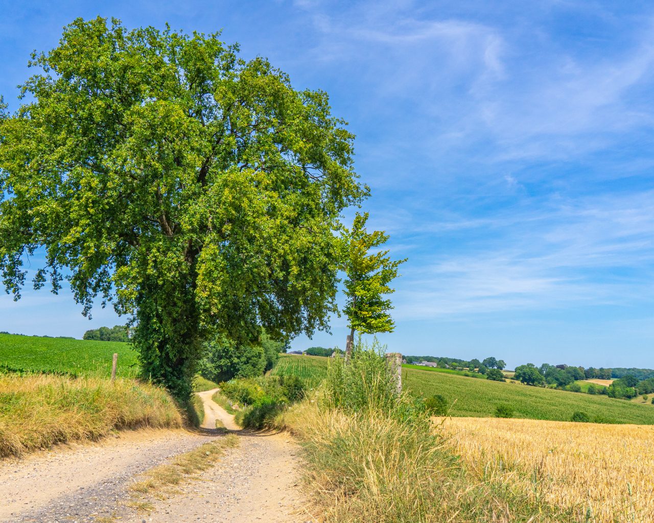 Wandeling-Zuid-limburg-route-des-vins