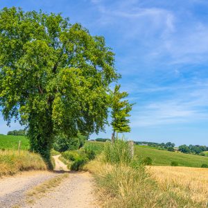 Wandeling-Zuid-limburg-route-des-vins