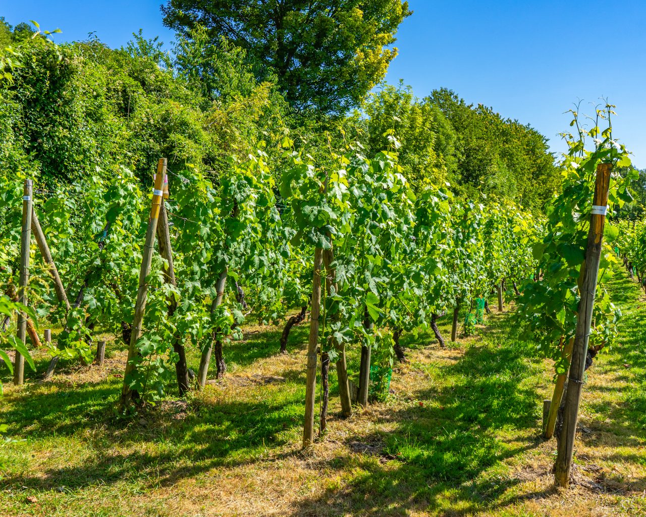 wijngaarden-tijdens-wandelroute-zuid-limburg