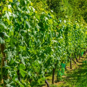 Wijngaarden-zuid-limburg-tijdens-wandeling
