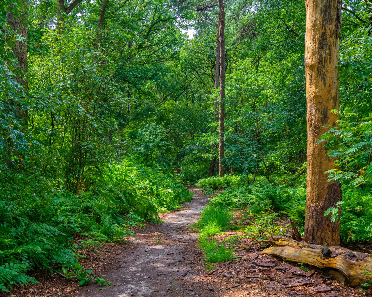 Wandelpad-bij-Steile-Oever