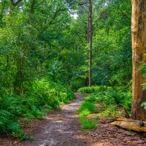 Wandelpad-bij-Steile-Oever